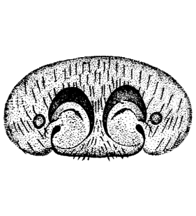 speciesimage