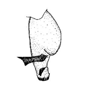 speciesimage