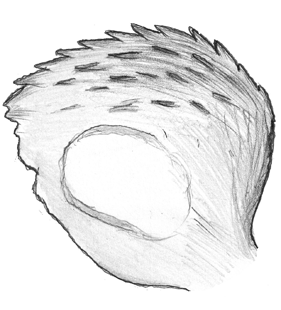 species