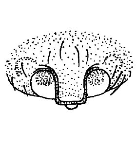 speciesimage