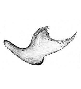 speciesimage
