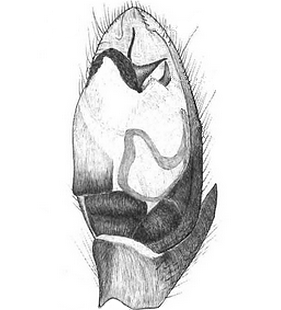species