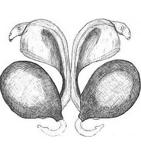 species