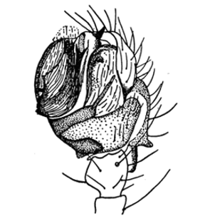species