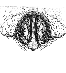species