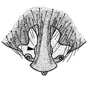 species