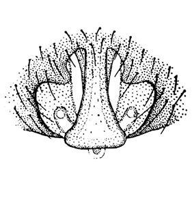 species