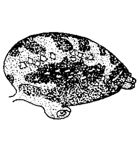 species