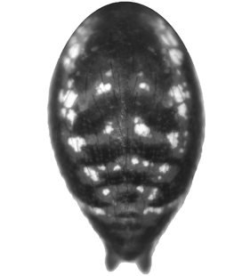 species