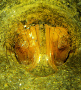 species