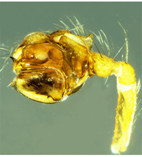 species