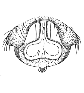 speciesimage