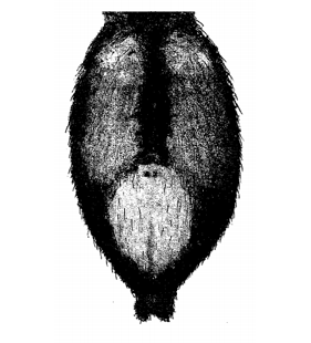 speciesimage