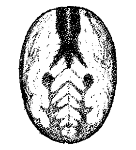 speciesimage