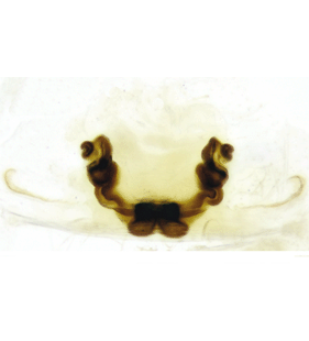 speciesimage