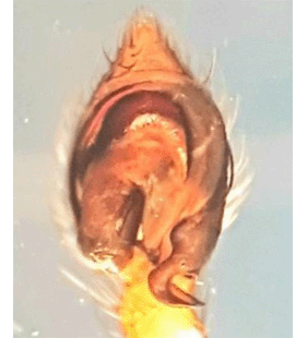 speciesimage