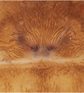 speciesimage