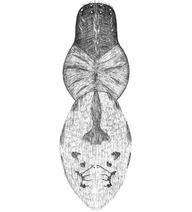 speciesimage
