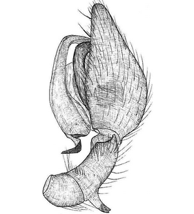 speciesimage