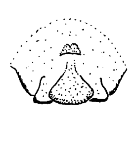 speciesimage