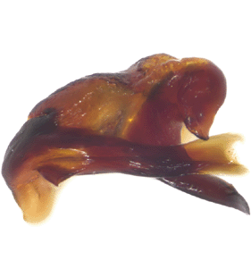 species
