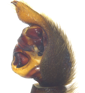species
