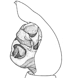 species