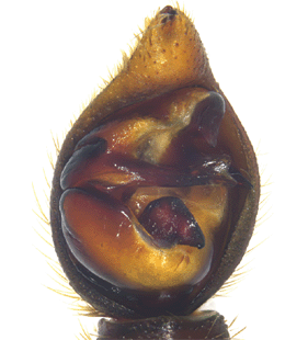 species