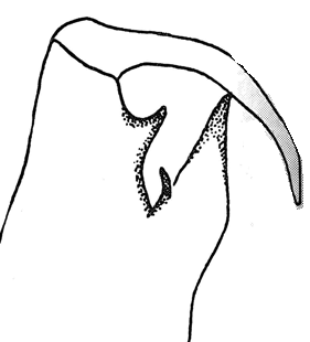 speciesimage