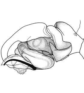 species