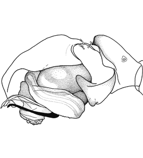 species