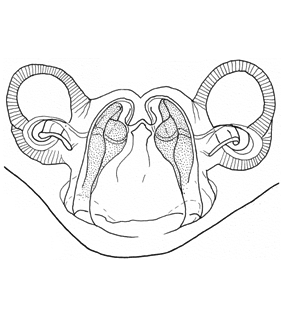 species
