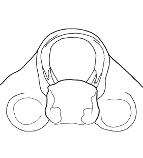 species