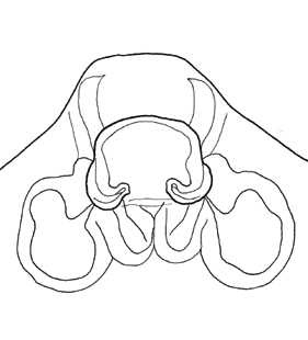 species