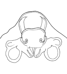 species