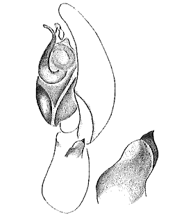 speciesimage