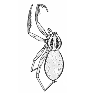 speciesimage