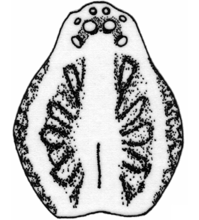 speciesimage