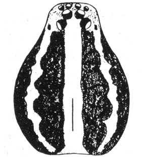 speciesimage