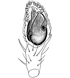 species