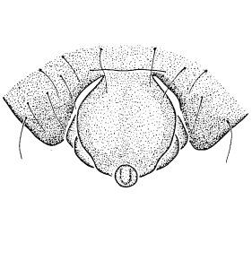 speciesimage