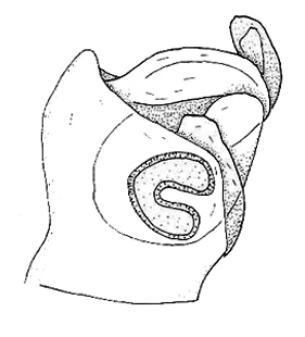 speciesimage