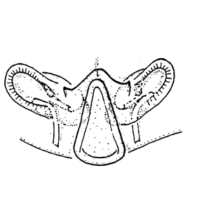 species