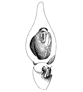 species