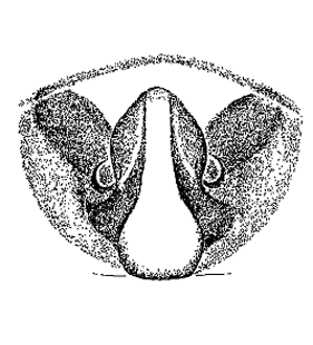 species