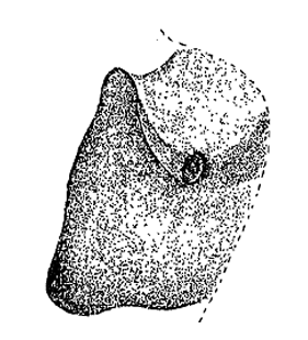 species