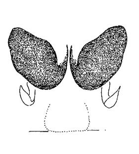 species