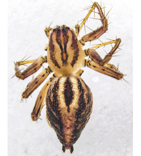 species