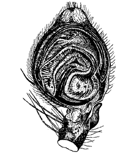species