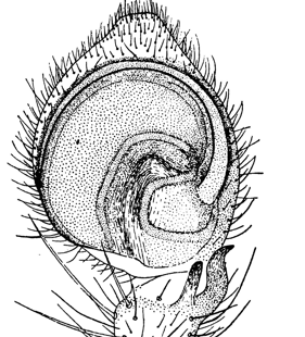 species